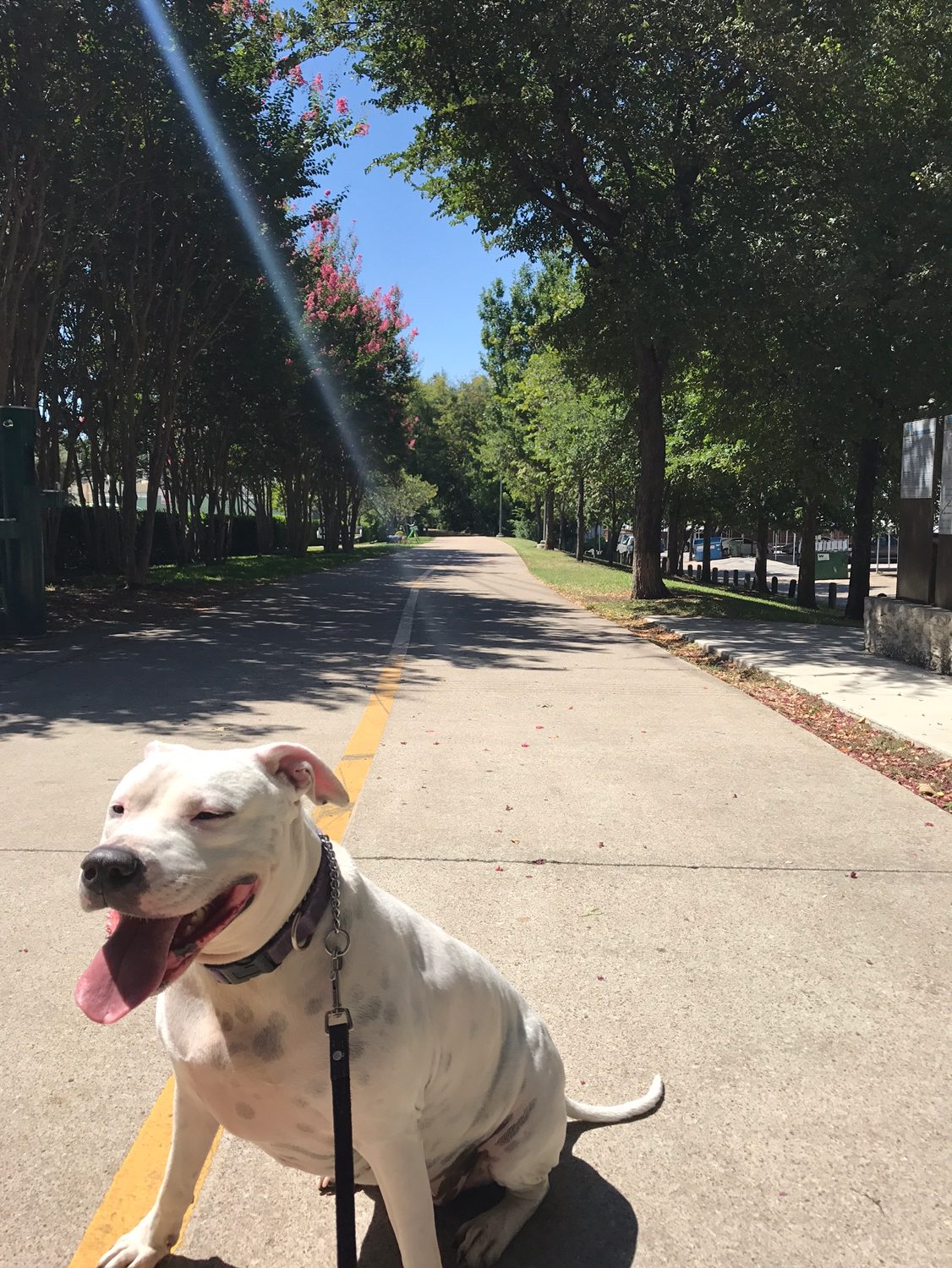 Dog panting on the Katy Trail